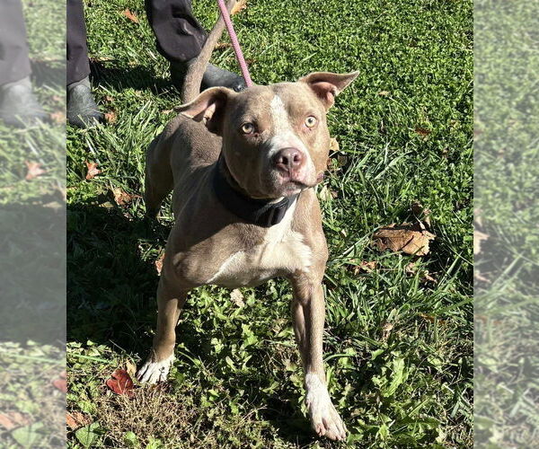 Medium Photo #1 American Staffordshire Terrier Puppy For Sale in Benton, PA, USA