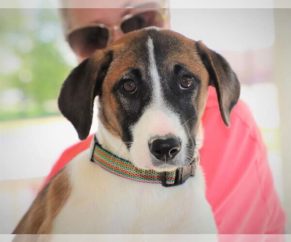 Medium Photo #6 Great Pyrenees-Unknown Mix Puppy For Sale in Rockaway, NJ, USA