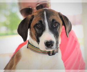 Remi (Bambi) Lonestar - Female Great Pyrenees-Unknown Mix Dog for Adoption - Photo #6