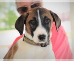 Small #5 Great Pyrenees Mix