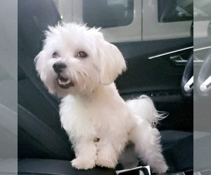 Maltese Puppy for sale in COMPTON, CA, USA