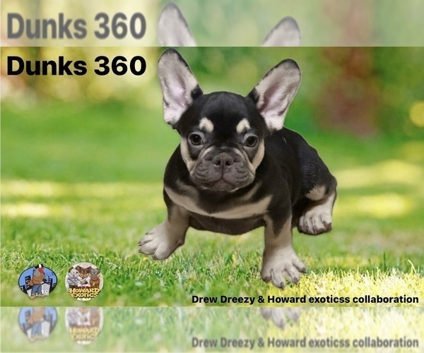 Medium Photo #5 French Bulldog Puppy For Sale in BROOKLYN, NY, USA