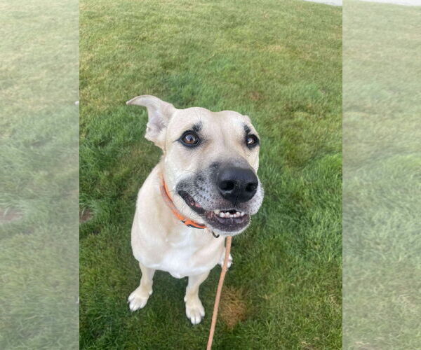 Medium Photo #3 Black Mouth Cur-Unknown Mix Puppy For Sale in Tacoma, WA, USA