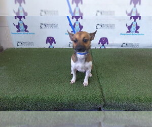 Chihuahua Dogs for adoption in Orlando, FL, USA