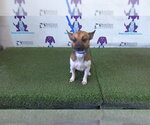 Small Chihuahua