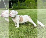 Small #1 American Bully