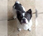 Small #2 French Bulldog Mix