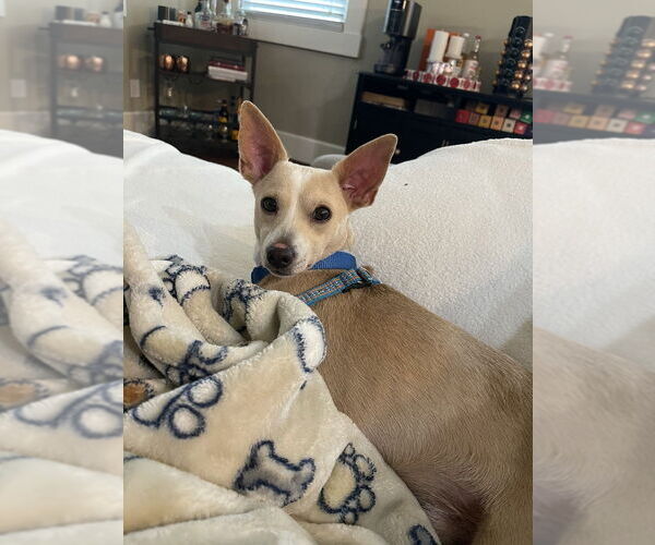 Medium Photo #5 Chihuahua Puppy For Sale in Lakewood, CO, USA