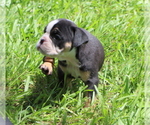 Small #2 Bulldog