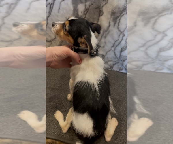 Medium Photo #10 Jack Chi Puppy For Sale in MOUNT CARMEL, PA, USA