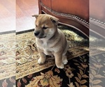 Puppy Max Shiba Inu