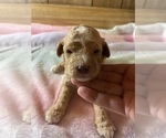 Puppy Green collar Cavapoo