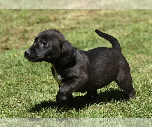 Medium Photo #12 Dachsador Puppy For Sale in Mechanicsburg, PA, USA