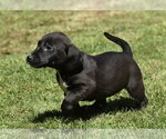 Small #11 Dachsador
