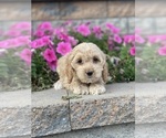 Small Photo #3 Cockapoo Puppy For Sale in CANOGA, NY, USA