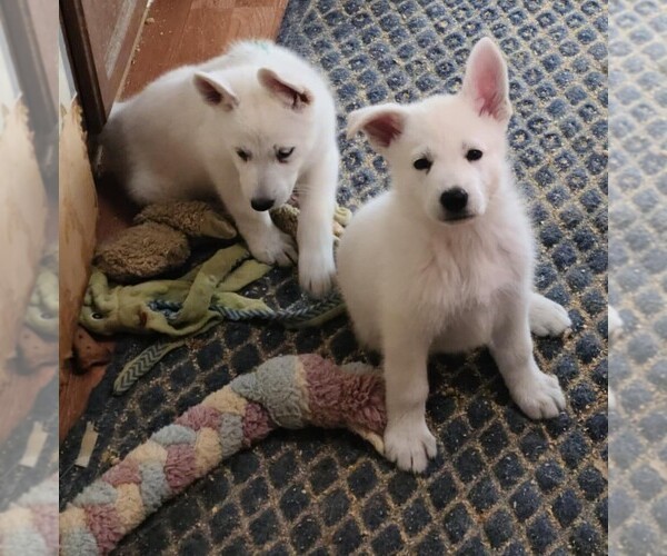 Medium Photo #13 German Shepherd Dog Puppy For Sale in CECILIA, KY, USA