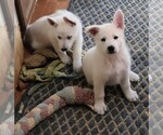 Small Photo #13 German Shepherd Dog Puppy For Sale in CECILIA, KY, USA