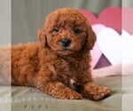 Small #3 Cavapoo (Miniature)