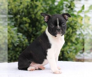 Boston Terrier Puppy for sale in MANHEIM, PA, USA