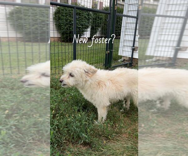 Medium Photo #3 Mutt Puppy For Sale in Portland, IN, USA