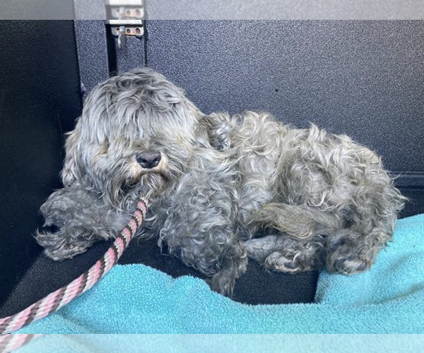 Medium Photo #3 Colonial Cocker Spaniel-Unknown Mix Puppy For Sale in Newport Beach, CA, USA