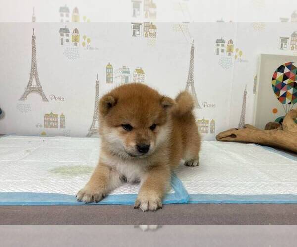 Medium Photo #3 Shiba Inu Puppy For Sale in SAN FRANCISCO, CA, USA