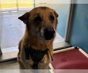 German Shepherd Dog Dogs for adoption in San Clemente, CA, USA