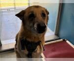Small German Shepherd Dog