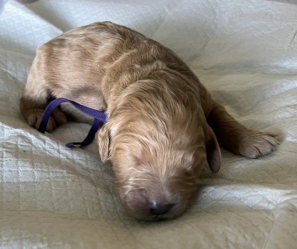 Medium Photo #2 Goldendoodle Puppy For Sale in PHOENIX, AZ, USA