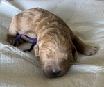 Small Photo #22 Goldendoodle Puppy For Sale in PHOENIX, AZ, USA