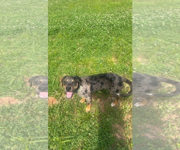 Medium Photo #3 Catahoula Leopard Dog-Unknown Mix Puppy For Sale in Wakefield, RI, USA