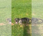 Small #2 Catahoula Leopard Dog Mix