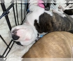 Small Photo #8 American Pit Bull Terrier Puppy For Sale in MIAMI, FL, USA