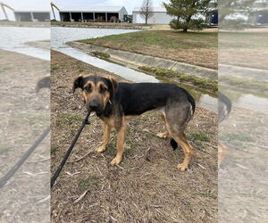 Jupiter - Male Rottweiler-Siberian Husky Mix Dog for Adoption - Photo #7