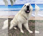 Small #4 Great Pyrenees