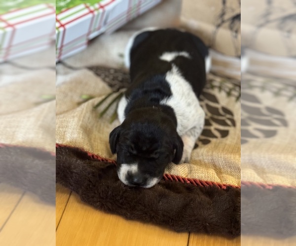 Medium Photo #2 German Shorthaired Pointer Puppy For Sale in BOONVILLE, IN, USA