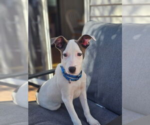 Medium American Pit Bull Terrier-Labrador Retriever Mix