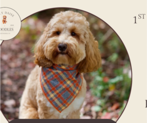 Father of the Goldendoodle (Miniature) puppies born on 06/15/2025