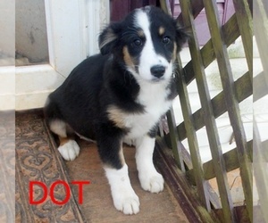 Australian Shepherd Puppy for sale in GLADE HILL, VA, USA