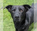 Small #1 Labrador Retriever
