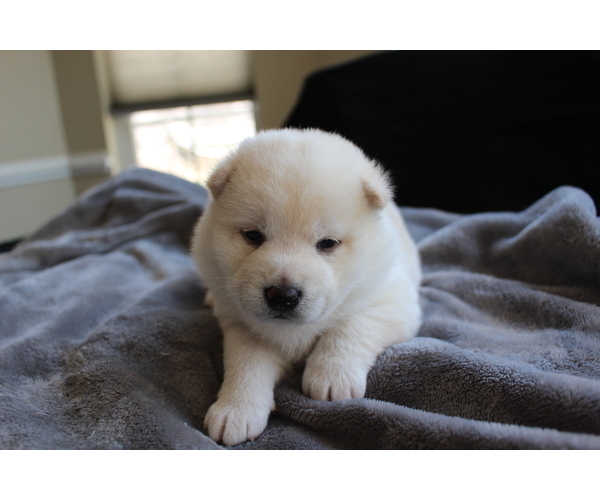Medium Photo #20 Shiba Inu Puppy For Sale in VIRGINIA BCH, VA, USA