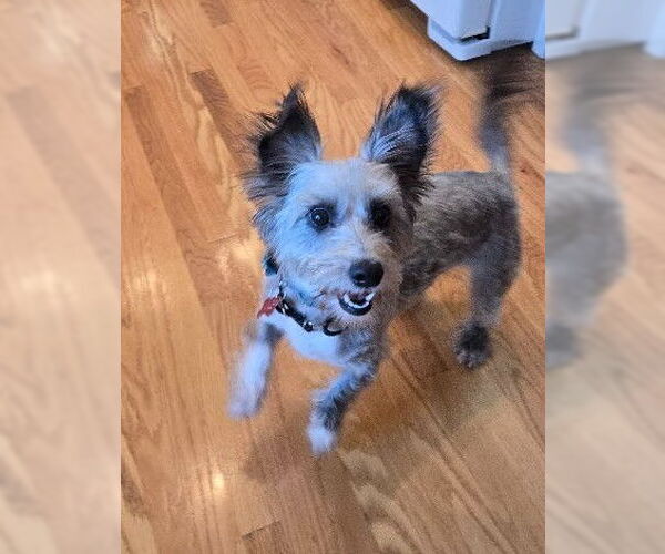 Medium Photo #3 Cairn Terrier-Unknown Mix Puppy For Sale in San Diego, CA, USA