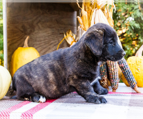 Medium Photo #4 Golden Retriever-Pembroke Welsh Corgi Mix Puppy For Sale in WAKARUSA, IN, USA