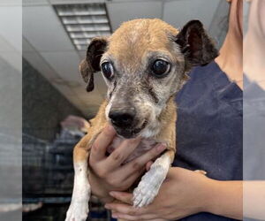 Chihuahua-Unknown Mix Dogs for adoption in Chico, CA, USA