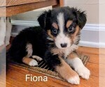 Small #11 Australian Shepherd