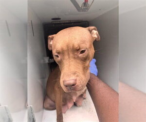 Mutt Dogs for adoption in Houston, TX, USA