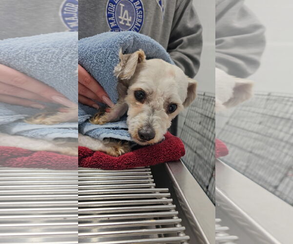 Medium Photo #3 Maltipoo (Miniature) Puppy For Sale in Chico, CA, USA