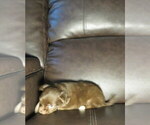 Small Photo #3 Chihuahua Puppy For Sale in HAYES, VA, USA