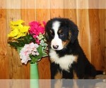 Small Photo #8 Bernese Mountain Dog Puppy For Sale in HORN CREEK, CO, USA