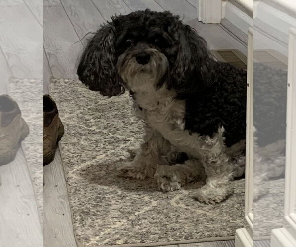 Medium Photo #4 Cavalier King Charles Spaniel Puppy For Sale in Rootstown, OH, USA